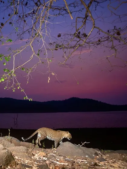 An environmental portrait of an Indian Leopard, photographed with a camera trap against the vibrant colors of a dusk sky. This image celebrates the adaptability of these big cats, which often live on the edge of human-dominated landscapes.