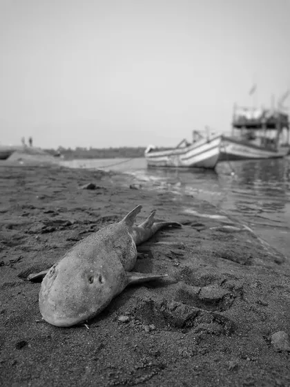 A juvenile Bamboo Shark washed ashore, likely discarded as bycatch from a fishing net. This single image represents a massive problem threatening our marine ecosystems, a story that needs to be told.