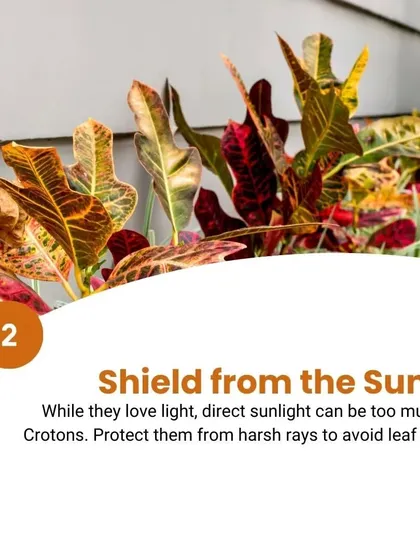 Croton Care Tip 2: Shield from the sun. While they love light, direct sunlight can be too much for Crotons. Protect them from harsh rays to avoid leaf damage.