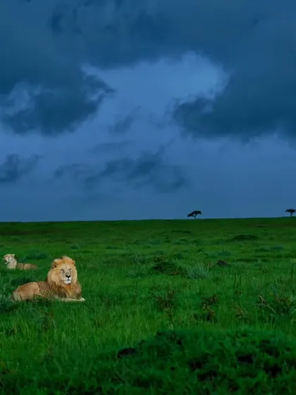 A magnificent lion under dark, dramatic clouds in the Masai Mara. This is what I mean by chasing the light, or in this case, the storm.