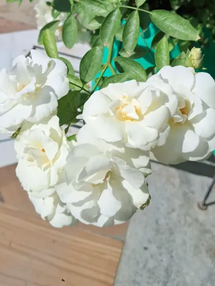 Bhardwaj - Urban Gardening Consultation A Riot of Colorful Flowers photo 112