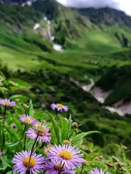 A field of vibrant purple flowers blankets the landscape in the Valley of Flowers, a UNESCO World Heritage site. This trek is a journey through a real-life paradise.
