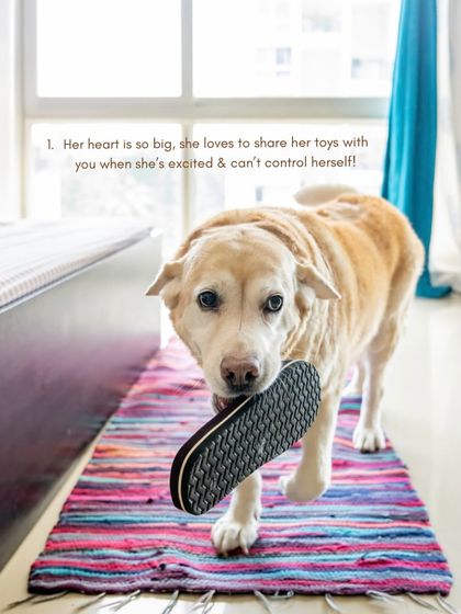 Senior dog Mhysa shows her love by bringing her mom a slipper. These quirky, personal moments are what make at-home shoots so special.