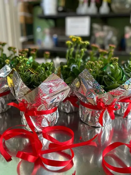 We believe in the joy of gifting green. These small Kalanchoe plants are being wrapped as thoughtful favors for an event. We offer custom plant gifting solutions for all occasions, big or small.