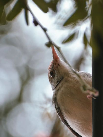 Lalith - Wildlife & Nature Photography Bird Portraits: Up Close & Personal photo 41