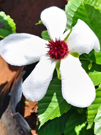 A striking Elephant Apple flower (Dillenia indica) with its large white petals and deep red center. A rare and beautiful choice for a tropical garden.