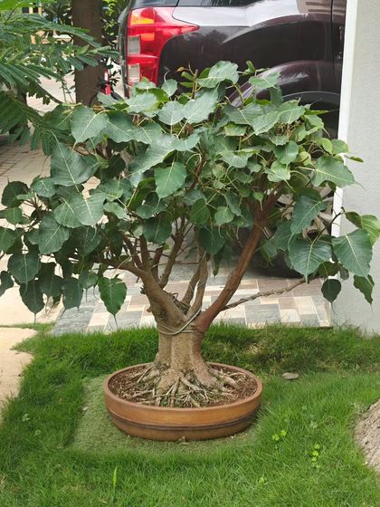 A 15+ year old Peepal bonsai, perfect for an outdoor garden. Its established form and sacred symbolism make it a very special tree.