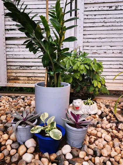 A close-up of a garden corner with varied plants in stylish pots set on a bed of pebbles.