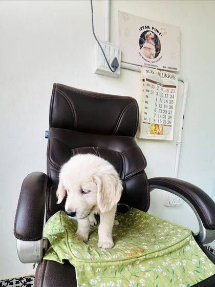 Star Pups - Pet Boarding & Daycare Puppy Paradise photo 5