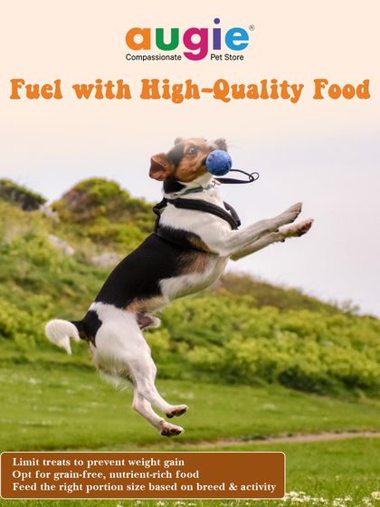 Augie Pets - Pet Supplies Fuel for Happy Hounds: Wholesome Dog Nutrition photo 7