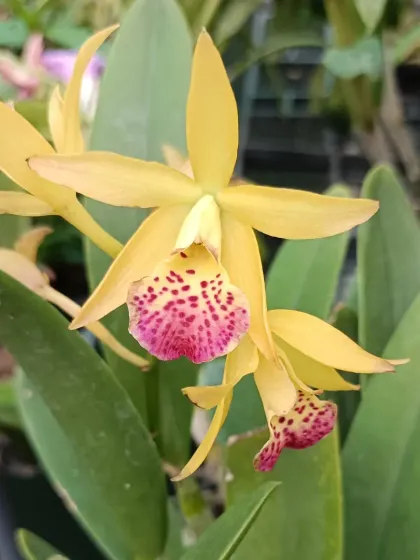 A close-up of a yellow Cattleya orchid with a speckled pink lip.
