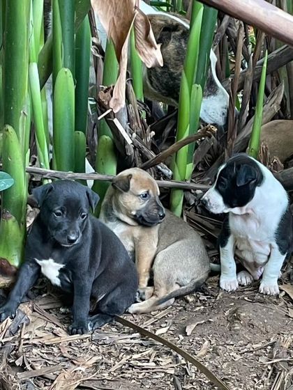 A litter of adorable 1.5 month old indie puppies hiding in the bushes. They are safe now and looking for loving families.