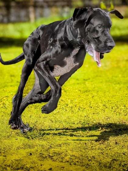 Canine chaos caught in pixels! Freezing a Great Dane at full speed is a thrilling challenge. It’s all about timing, patience, and anticipating that perfect moment of power and grace. This is what I mean when I say I capture action and freeze the zoomies.