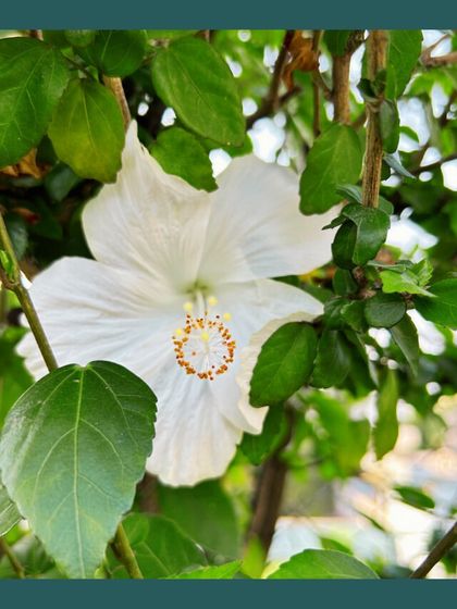 Our Native Plant Showcase photo 10