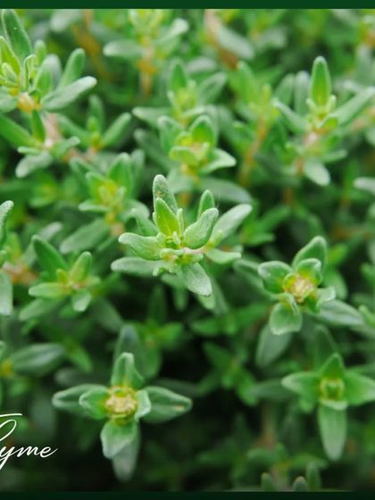 Fresh Herbs for Your Kitchen photo 11