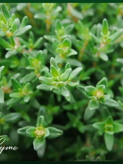 Thyme is a wonderfully aromatic herb with a woody, earthy flavor. It's a hardy plant that does well in pots and is perfect for seasoning a variety of dishes.