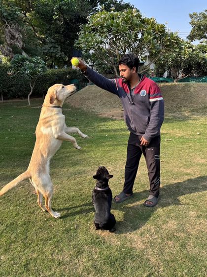 A Labrador leaps for the ball, showing incredible athleticism and focus.