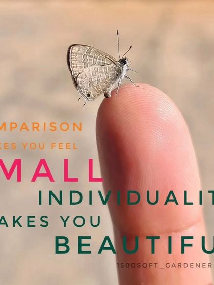 A thought for Monday: Comparison makes you feel small, individuality makes you beautiful. This tiny Grass Blue butterfly is perfect just as it is.