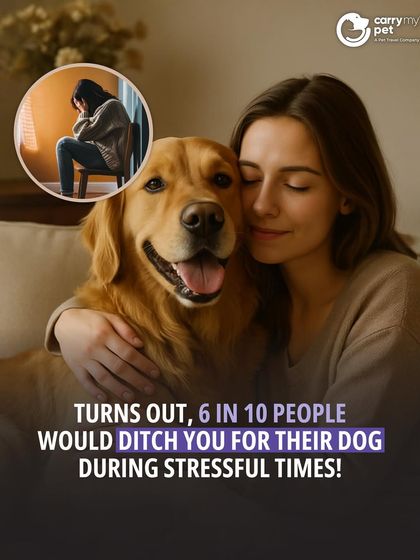 CarryMyPet - Pet Travel & Parenting Consultation Animal Welfare & Advocacy photo 30