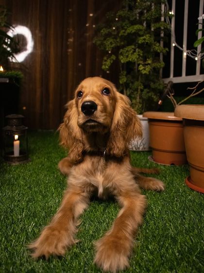 A beautiful shot of puppy Posto in our garden at night. Even as a pup, he was a natural in front of the camera.