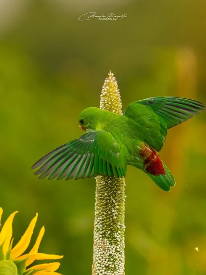 A Vernal Hanging Parrot lands on a stalk of pearl millet with its wings fully extended. This shot freezes the motion, showing the beautiful red rump patch and the intricate pattern of its wing feathers.