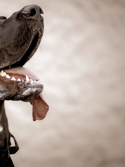 Another creative, cropped portrait that focuses on Sabbath's mouth and jaw. It’s an unconventional shot that highlights the unique features of this giant breed.