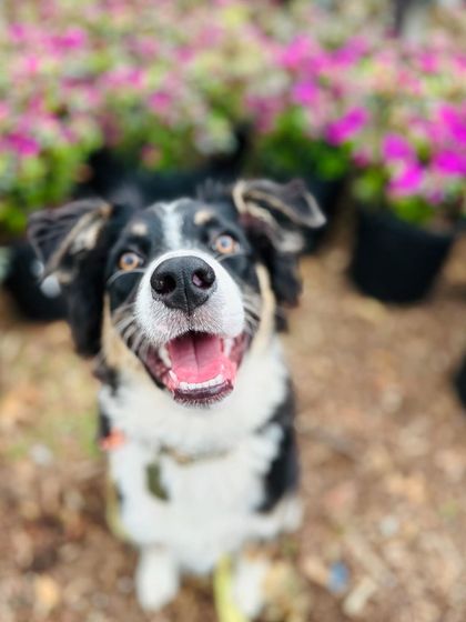 Tulsa Dog Trainer - Immersive Board & Train Programs Board & Train Graduates photo 31