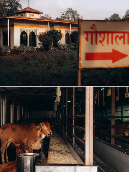 The unique setting of a wedding near a Gaushala (cow shelter). I love capturing the distinctive elements that make each wedding's location special.