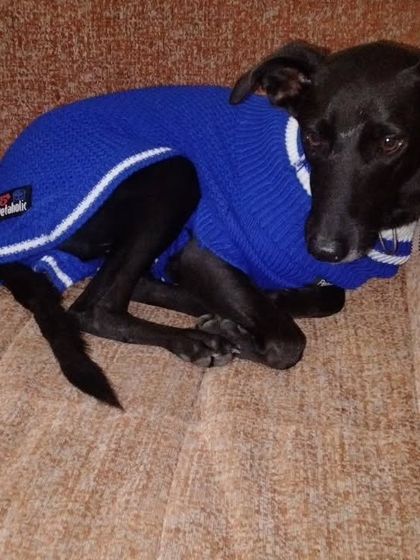 All tucked in and cozy in a blue sweater. I make sure the dogs are warm and comfortable, especially in colder weather.