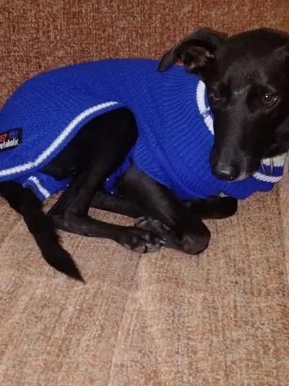 All tucked in and cozy in a blue sweater. I make sure the dogs are warm and comfortable, especially in colder weather.