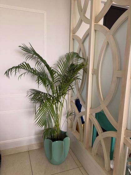 The vibrant green of this Areca Palm contrasts beautifully with the light blue planter and the ornate white room divider. It's a perfect plant for adding a soft, feathery texture to a room.
