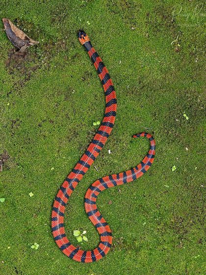 The spectacular Bibron's Coral Snake, a venomous and beautifully colored snake endemic to the Western Ghats. This individual is laid out on moss.