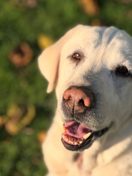 That sweet senior face. We adore you, Stark, and can't wait to have you back with us for another comfortable stay.