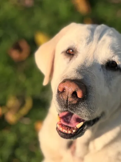 That sweet senior face. We adore you, Stark, and can't wait to have you back with us for another comfortable stay.