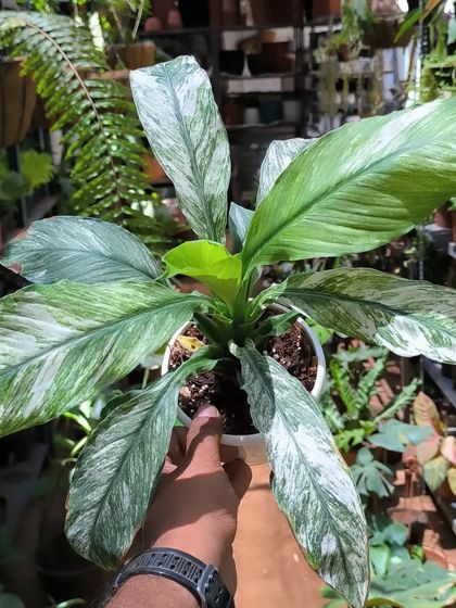 Rare & Collector's Plants photo 42