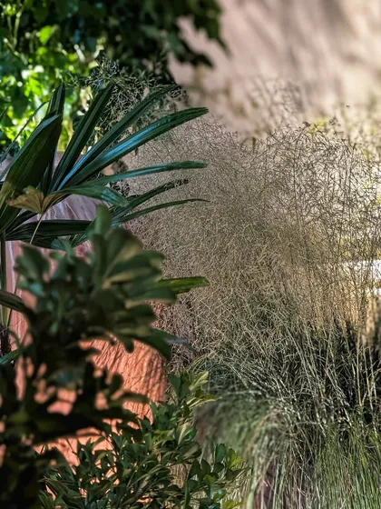 The texture of this airy, cloud-like grass was a key element in the Anita Dongre 'Vaana' event decor. We used it in abundance to create a soft, dreamy, and ethereal feel, contrasting it with the bold leaves of nearby palms.