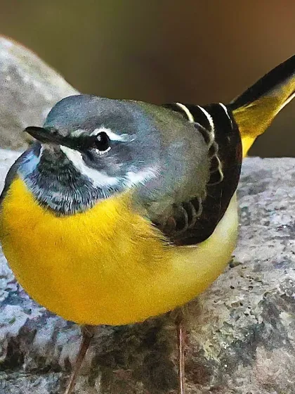 A close-up of a Gray Wagtail. The shot reveals the bird's plump shape and the beautiful contrast between its yellow belly, gray back, and white facial markings.