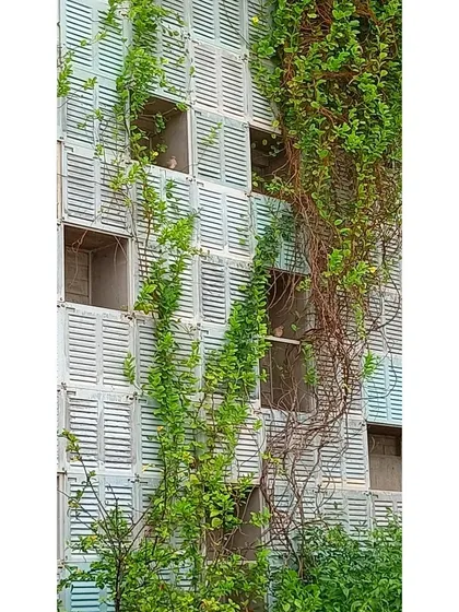 A close-up of the living facade at the Eklavya campus. The reclaimed windows and the spaces between them have become a vertical garden and a habitat for birds, embodying the concept of architecture that supports ecology.
