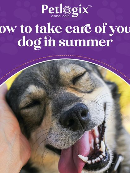 How to take care of your dog in the summer. We provide tips to keep them cool, hydrated, and safe during the hot months.
