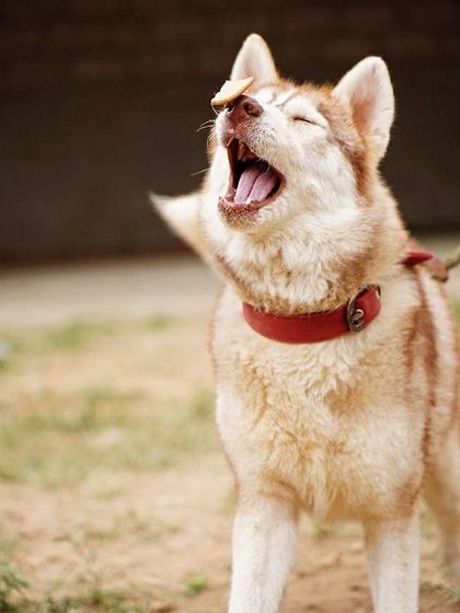 PL Paws - Dog Adoption Services Happy Tails: Our Adoptees in Their Forever Homes photo 77