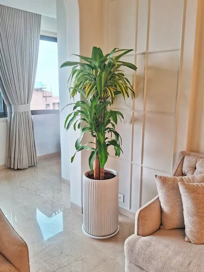 The Dracaena Massangeana, or Corn Plant, brings a bright, cheerful energy with its variegated leaves. Placed in a simple ribbed planter, it adds a touch of life and freshness to this serene living room corner.