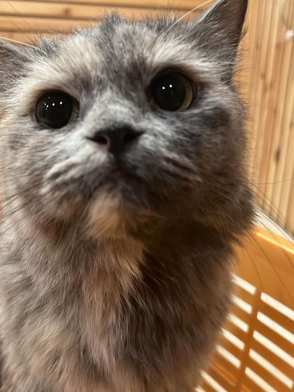 Those big, beautiful eyes. Icey is a very curious and sweet cat who has settled in wonderfully at the hostel. I provide dedicated care for all my feline boarders.