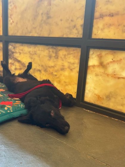 Shifu taking a well-deserved break on his place cot after a productive training session.