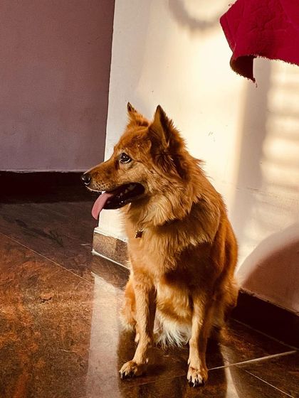 Petaholics - Pet Boarding & Daycare Meet the Pack photo 8