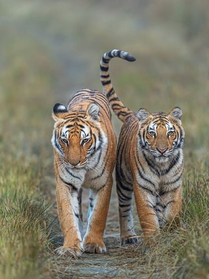 Queen Paarwali and her sub-adult cub emerge from the grasslands in the early morning light. I used a wide aperture of f/2.8 to gather maximum light and create a beautiful bokeh.