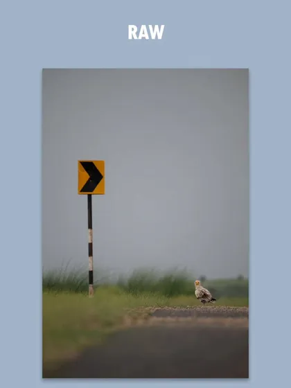 The RAW, unedited shot of the Egyptian Vulture. This shows the starting point before any creative adjustments are made in post-processing.