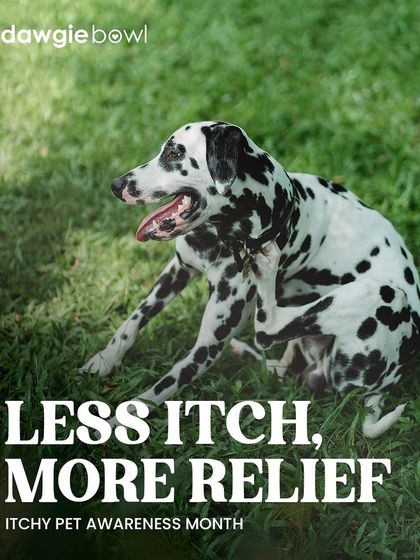 Itchy Pet Awareness Month is a time to focus on relief. A balanced diet with essential fatty acids can greatly improve skin health, but it's also important to check for parasites and consult your vet.