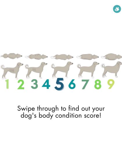 The Pack - Online Pet Parent Community Expert Advice You Can Trust photo 6