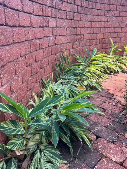 The simple beauty of local materials. In this Alibaug resort, a curved wall built from laterite stone provides a warm, textured backdrop for variegated Alpinia plants, showcasing a palette of red and green.