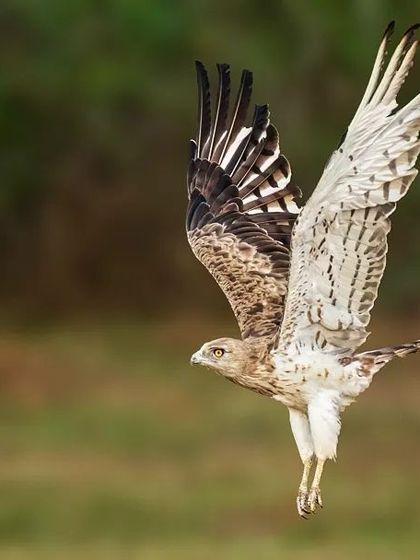 A fantastic sequence of a Short-toed Snake Eagle in flight. These images capture various wing positions and the incredible grace of the bird as it soars, perfect for motion analysis or simply appreciating its beauty.